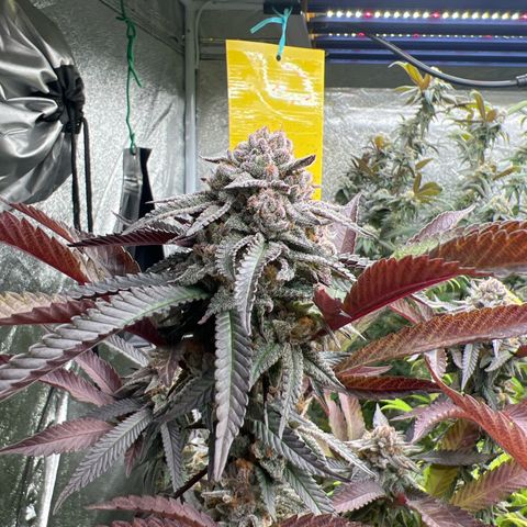 Mimoza evo  growlog timeline photo