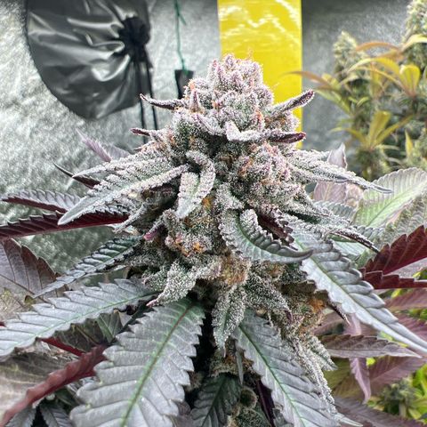 Mimoza evo  growlog timeline photo