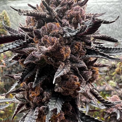 Mimoza evo  growlog timeline photo