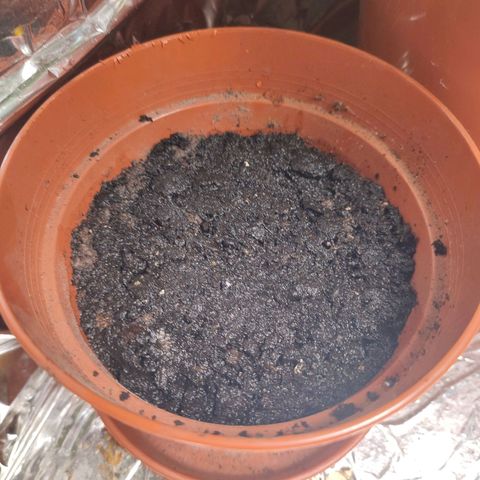 Dog2 growlog timeline photo