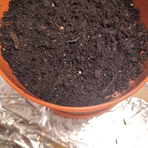 Cheese  growlog timeline photo