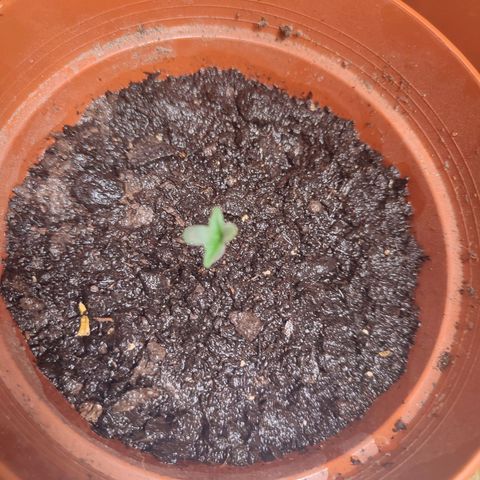 Dog2 growlog timeline photo