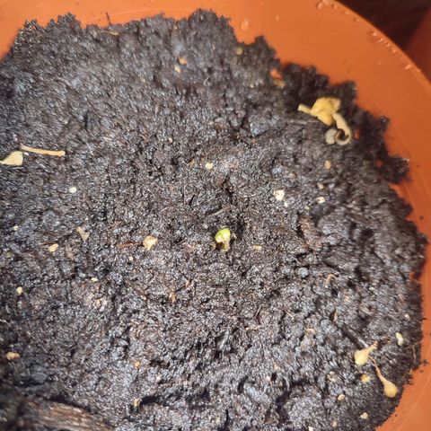 Cheese  growlog timeline photo
