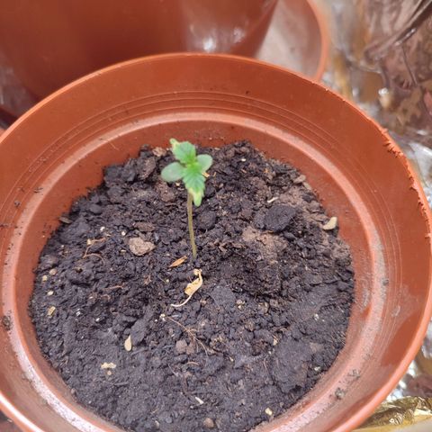 Dog2 growlog timeline photo
