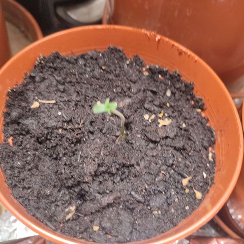 Cheese  growlog timeline photo