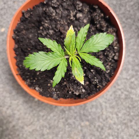 Dog2 growlog timeline photo