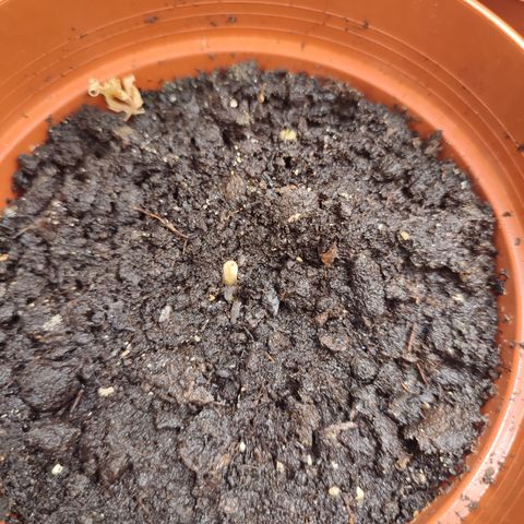 Cream  growlog timeline photo