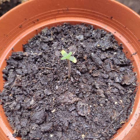 Cream  growlog timeline photo