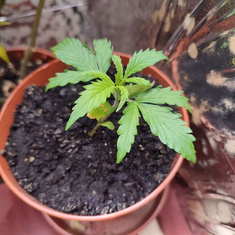 Dog2 growlog timeline photo