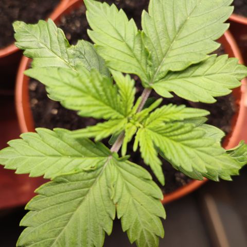 Cheese  growlog timeline photo