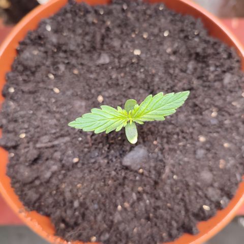 Cream  growlog timeline photo