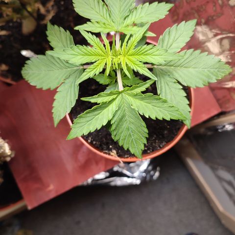 Cheese  growlog timeline photo