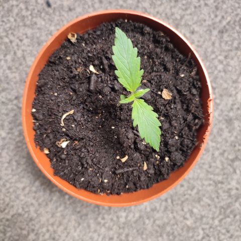 Cream  growlog timeline photo