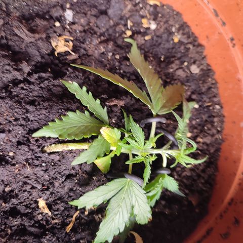 Dog2 growlog timeline photo