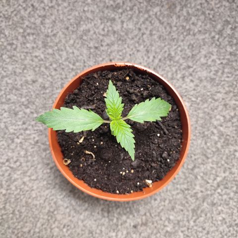 Cream  growlog timeline photo