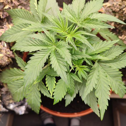 Cheese  growlog timeline photo