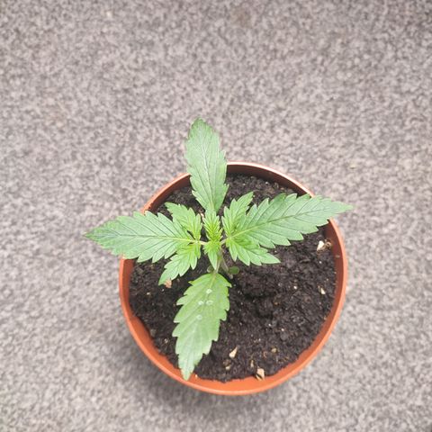 Cream  growlog timeline photo