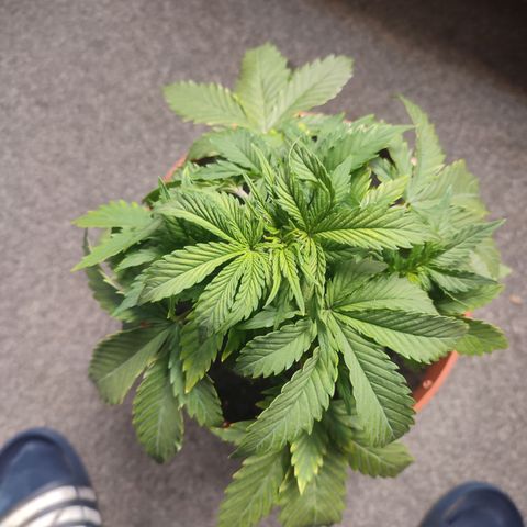 Cheese  growlog timeline photo