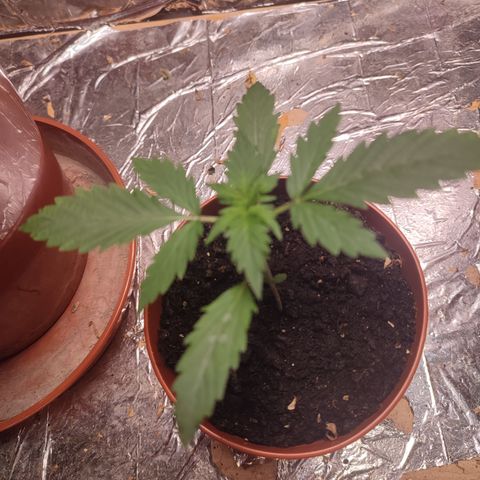 Cream  growlog timeline photo