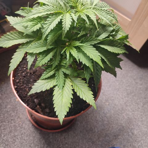 Cheese  growlog timeline photo
