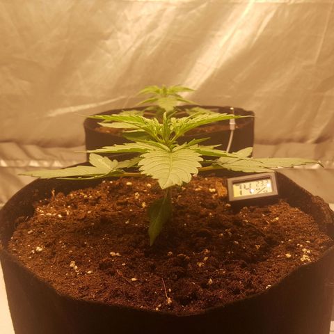 Northern Lights x1 growlog timeline photo