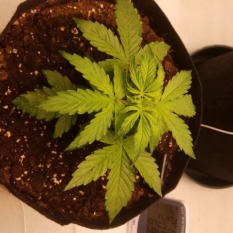 Northern Lights x2 growlog timeline photo