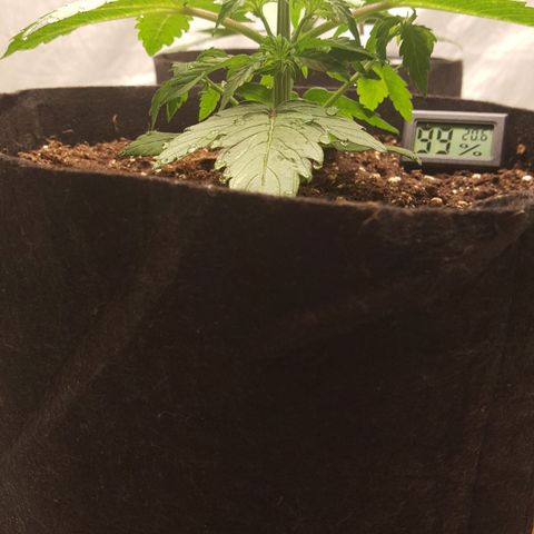 Northern Lights x2 growlog timeline photo