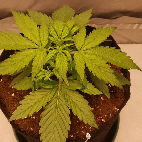 Northern Lights x1 growlog timeline photo