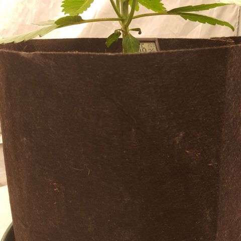 Northern Lights x1 growlog timeline photo
