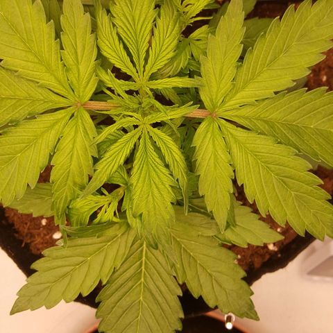 Northern Lights x1 growlog timeline photo