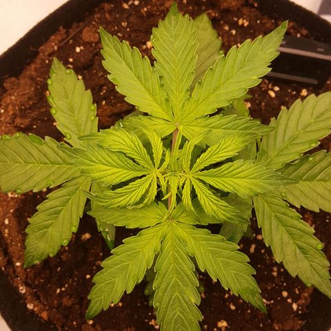 Northern Lights x2 growlog timeline photo