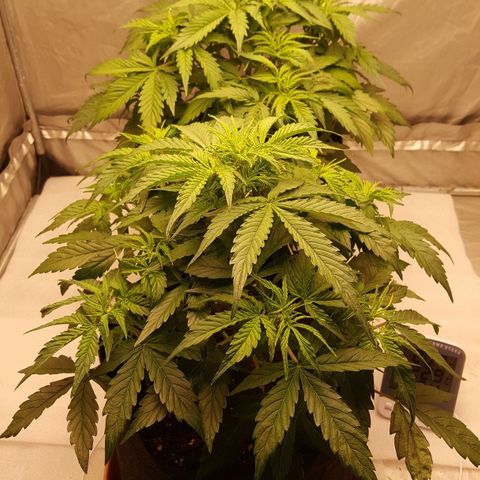 Northern Lights x1 growlog timeline photo