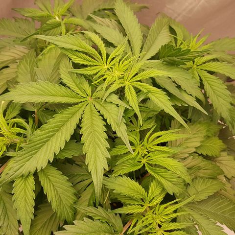 Northern Lights x1 growlog timeline photo