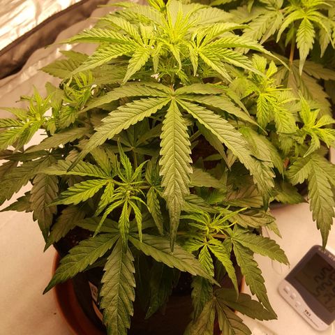 Northern Lights x2 growlog timeline photo