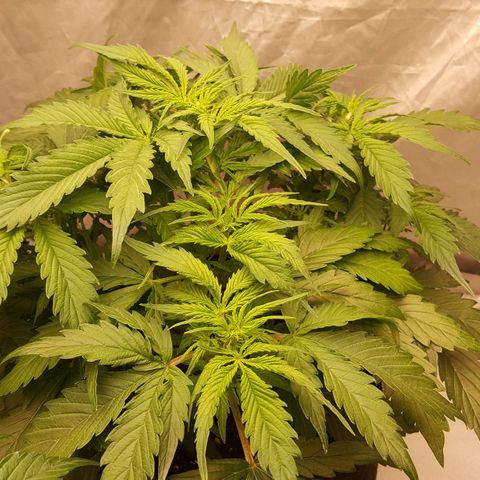 Northern Lights x1 growlog timeline photo