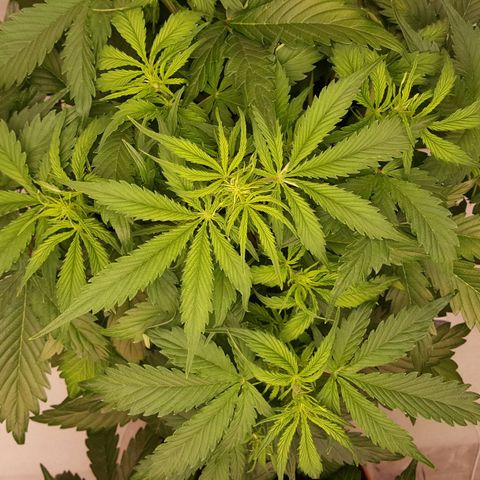 Northern Lights x1 growlog timeline photo