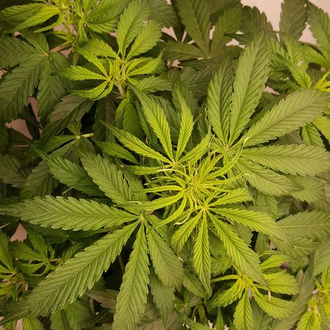 Northern Lights x1 growlog timeline photo