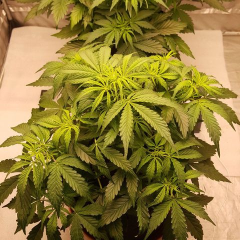Northern Lights x1 growlog timeline photo