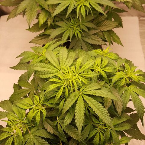 Northern Lights x1 growlog timeline photo