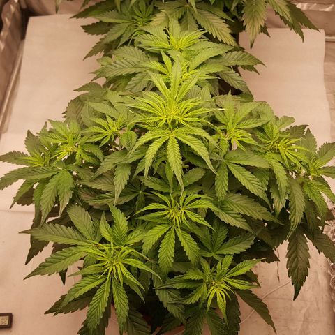 Northern Lights x1 growlog timeline photo