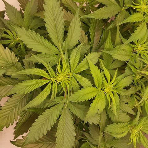 Northern Lights x1 growlog timeline photo