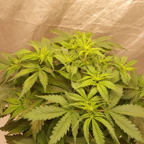 Northern Lights x1 growlog timeline photo