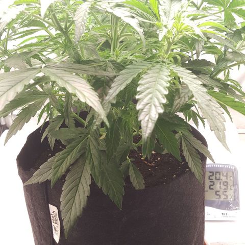 Northern Lights x1 growlog timeline photo