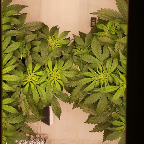 Northern Lights x1 growlog timeline photo