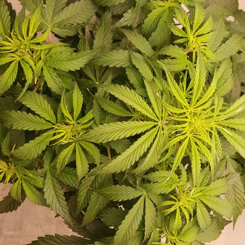 Northern Lights x1 growlog timeline photo