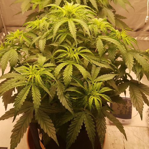 Northern Lights x1 growlog timeline photo