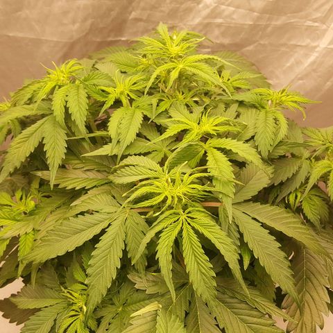 Northern Lights x1 growlog timeline photo