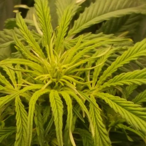 Northern Lights x1 growlog timeline photo