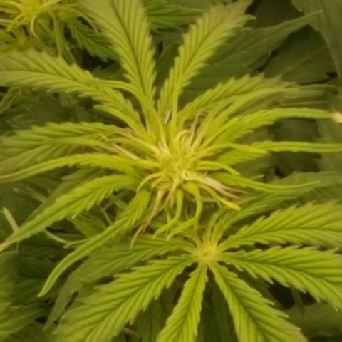 Northern Lights x1 growlog timeline photo