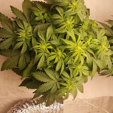 Northern Lights x1 growlog timeline photo